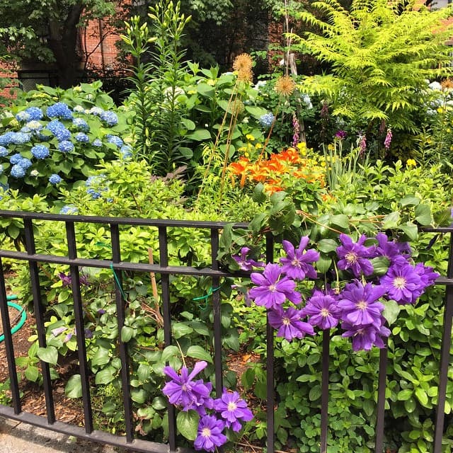 Hydrangea, Clematis, Daylily & Foxglove