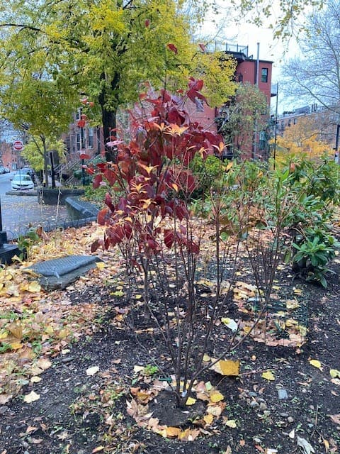Kousa Dogwood