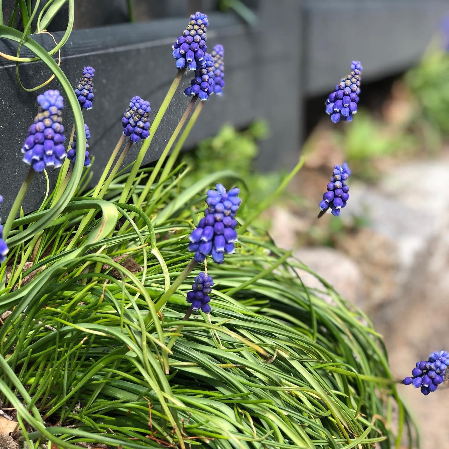 Grape Hyacinth