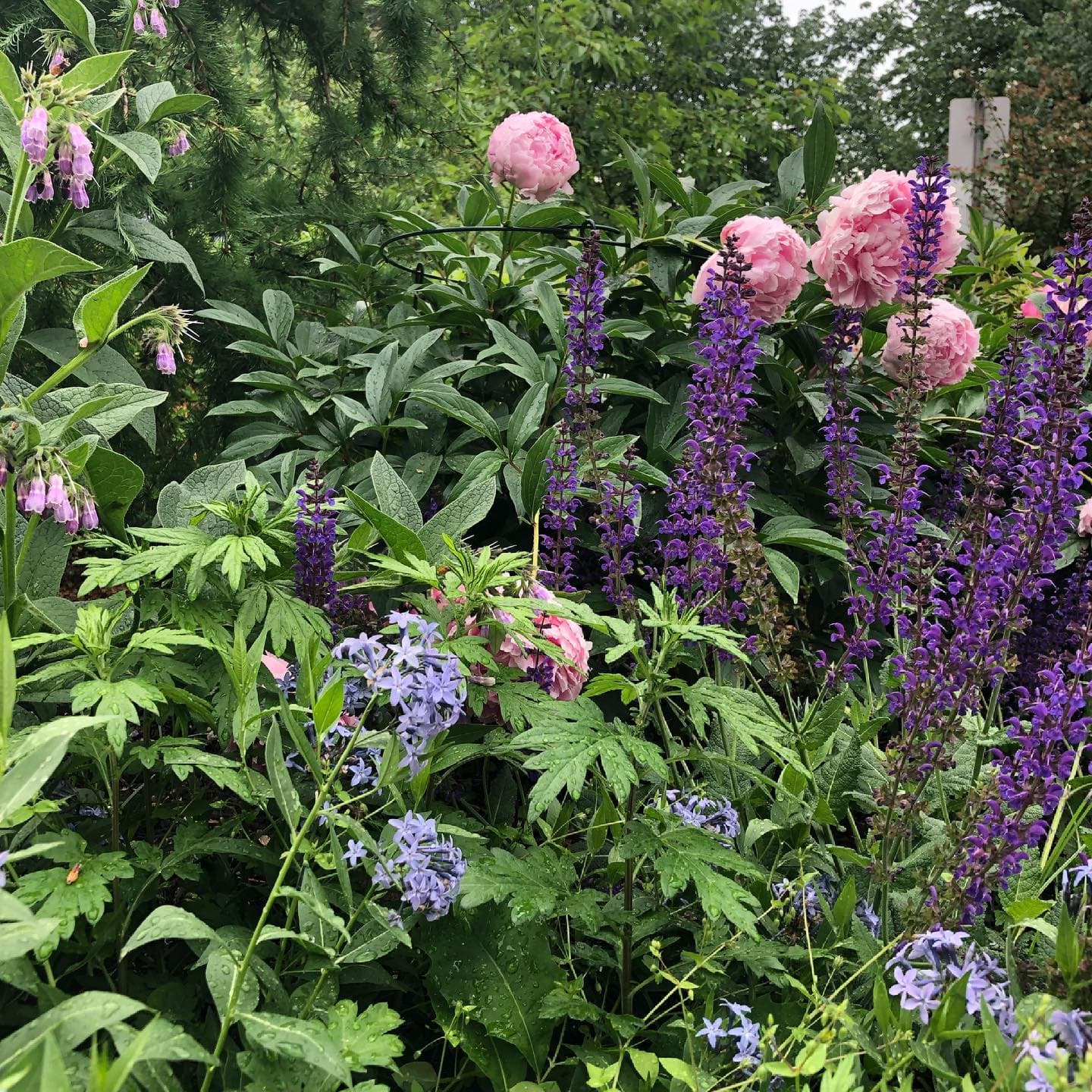 Peony, Salvia & Bellflower