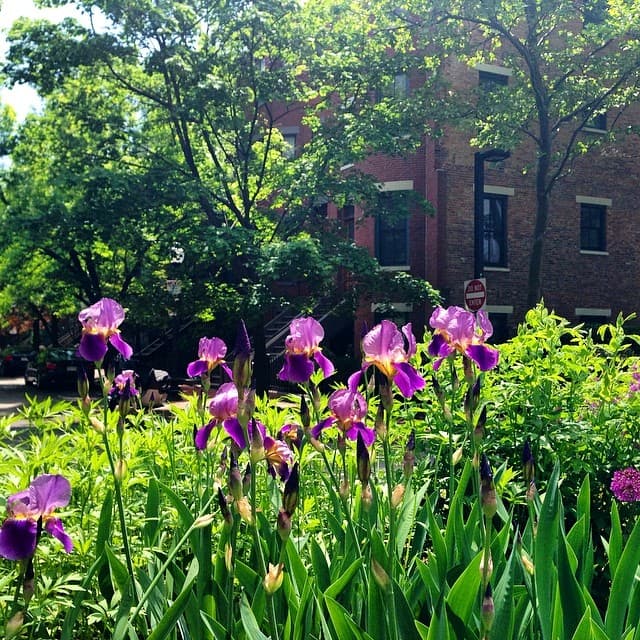 Iris