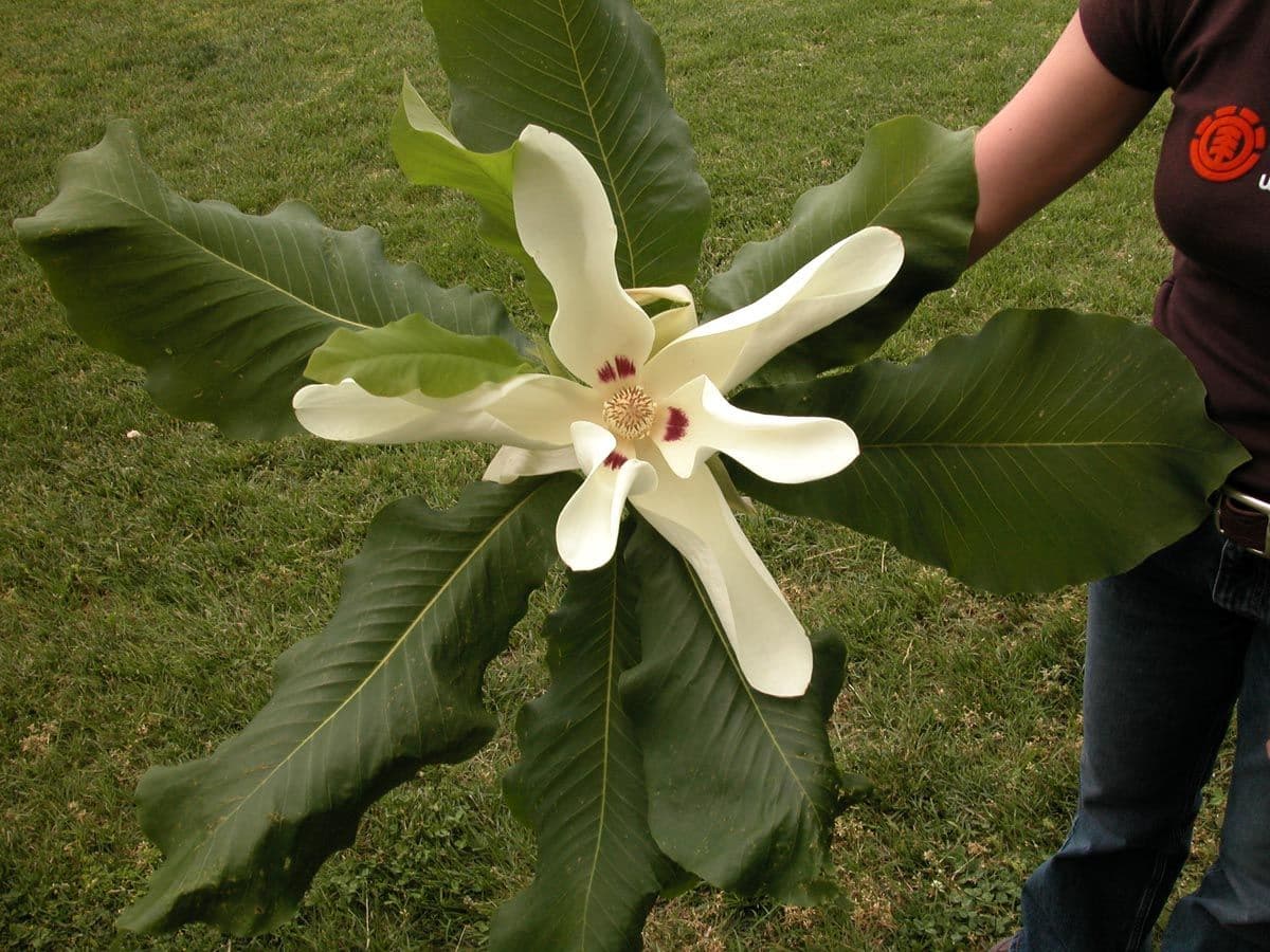 Bigleaf Magnolia