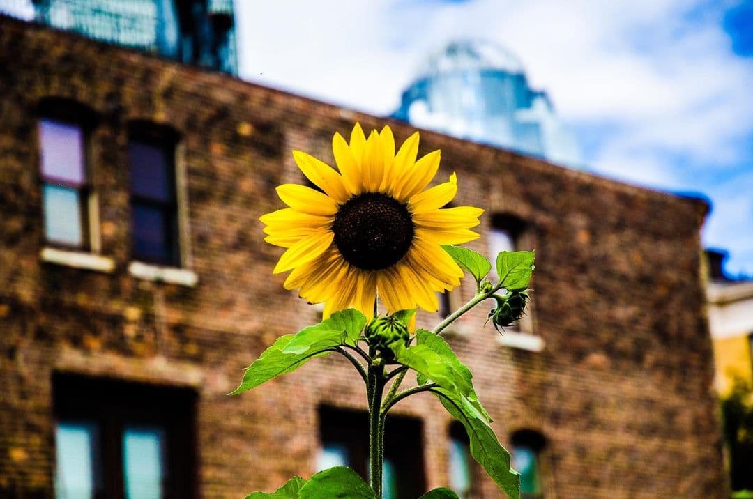 Sunflower