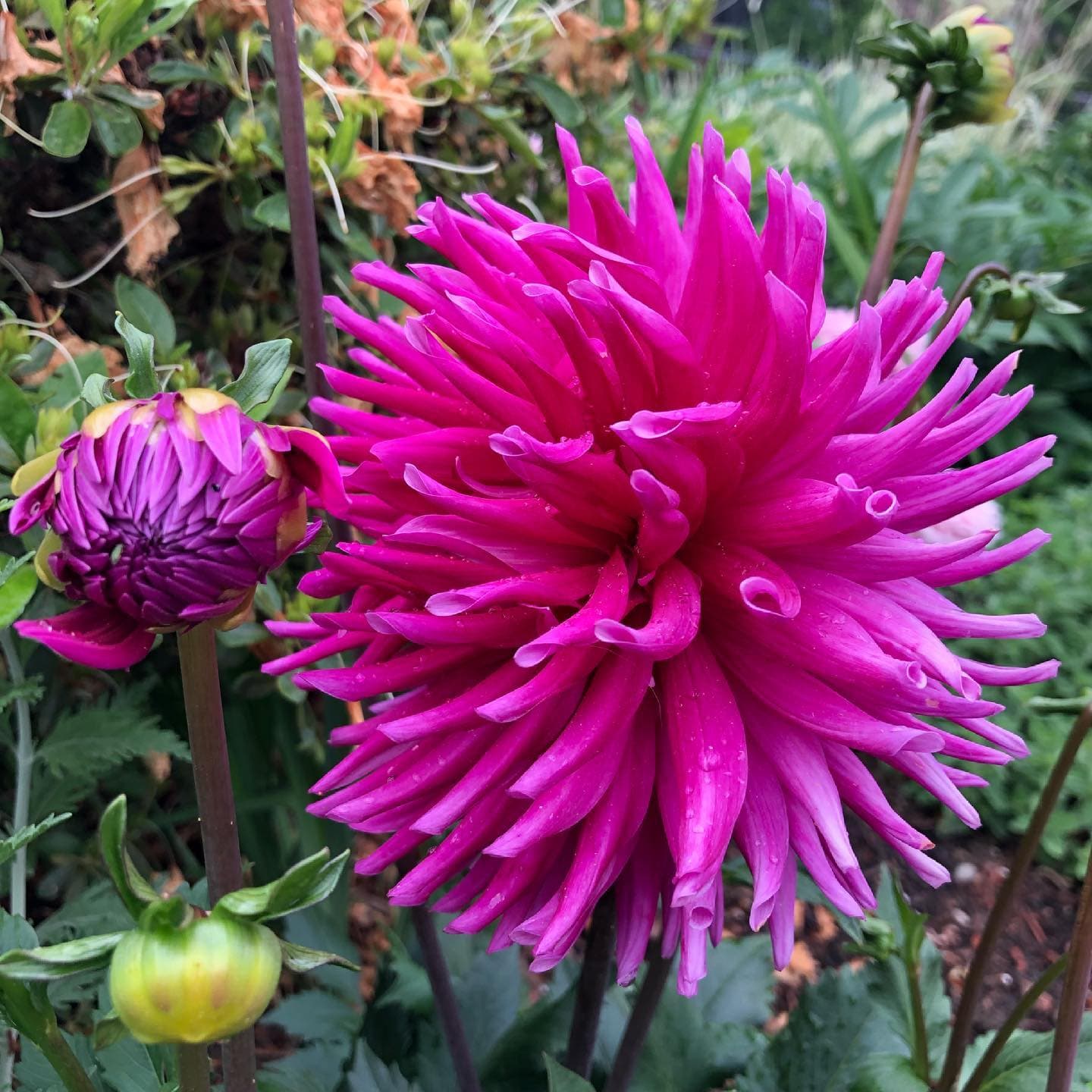 Dahlia