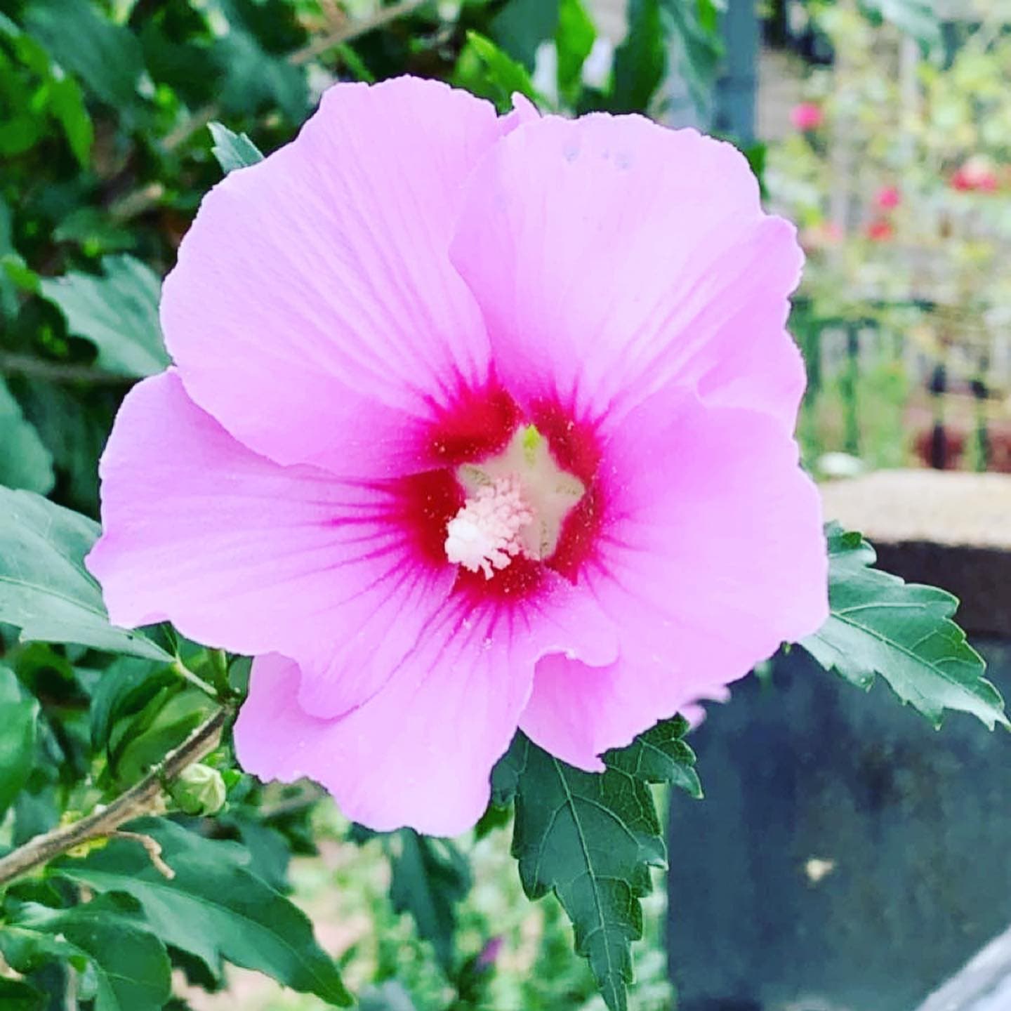 Hibiscus