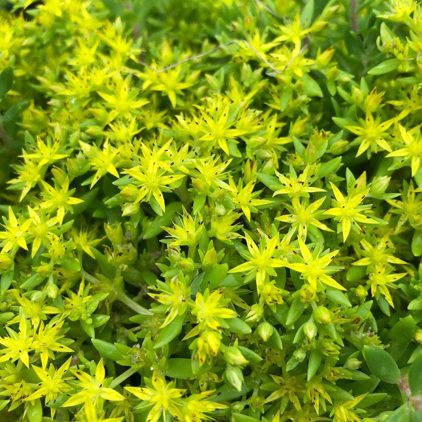 Sedum (Stonecrop)