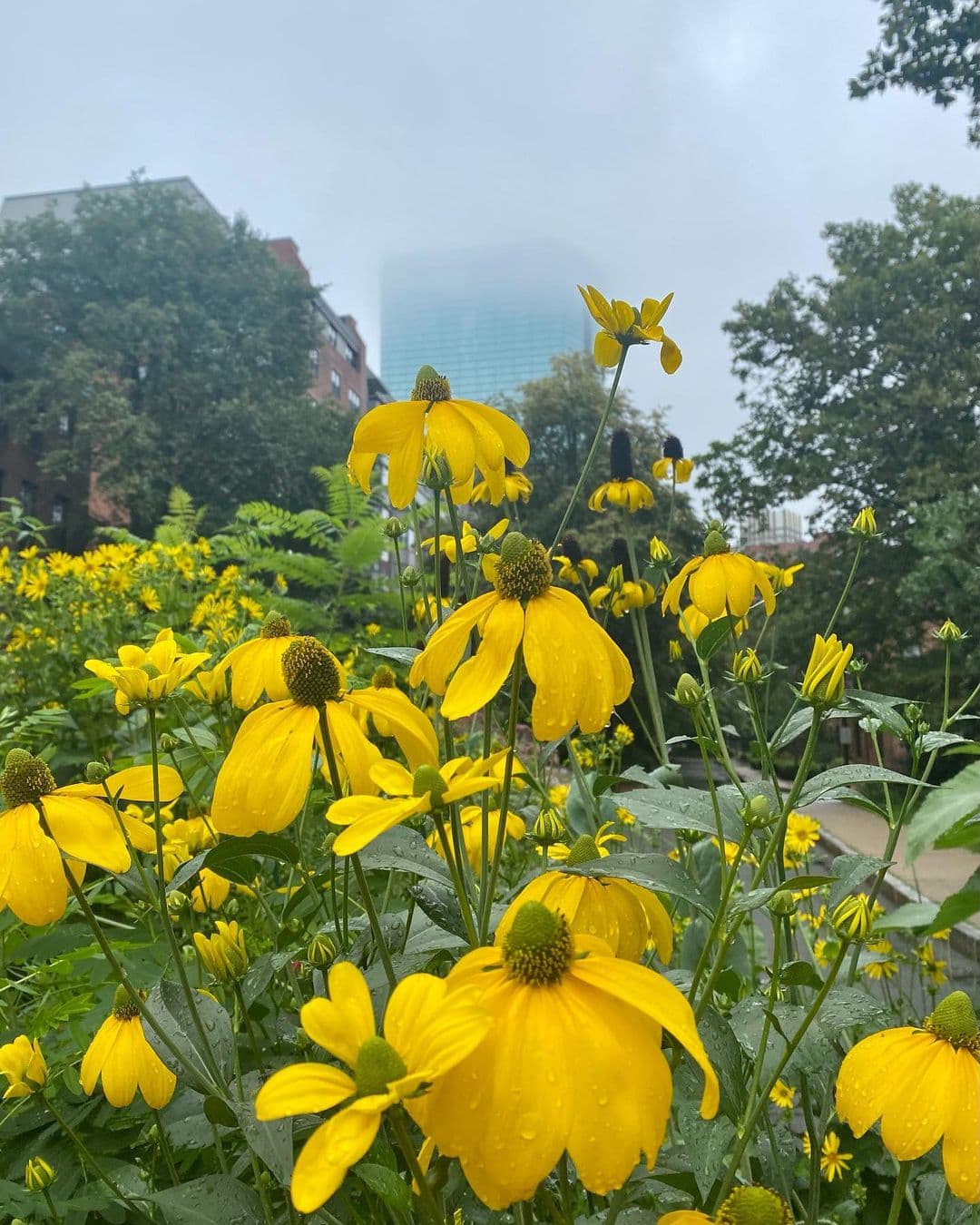 Black-eyed Susan