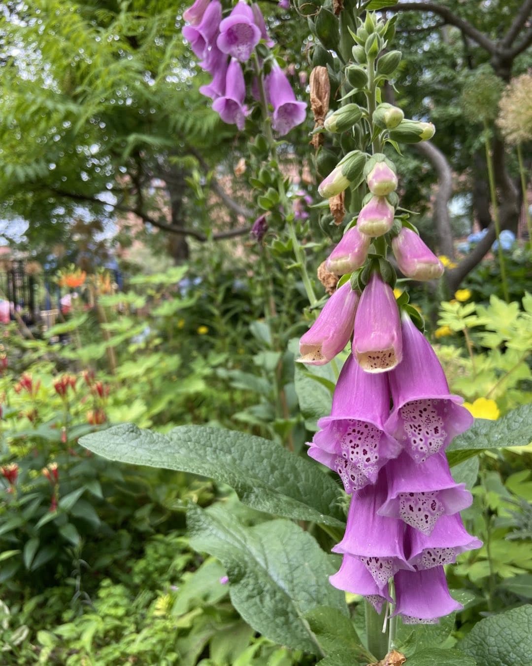 Foxglove