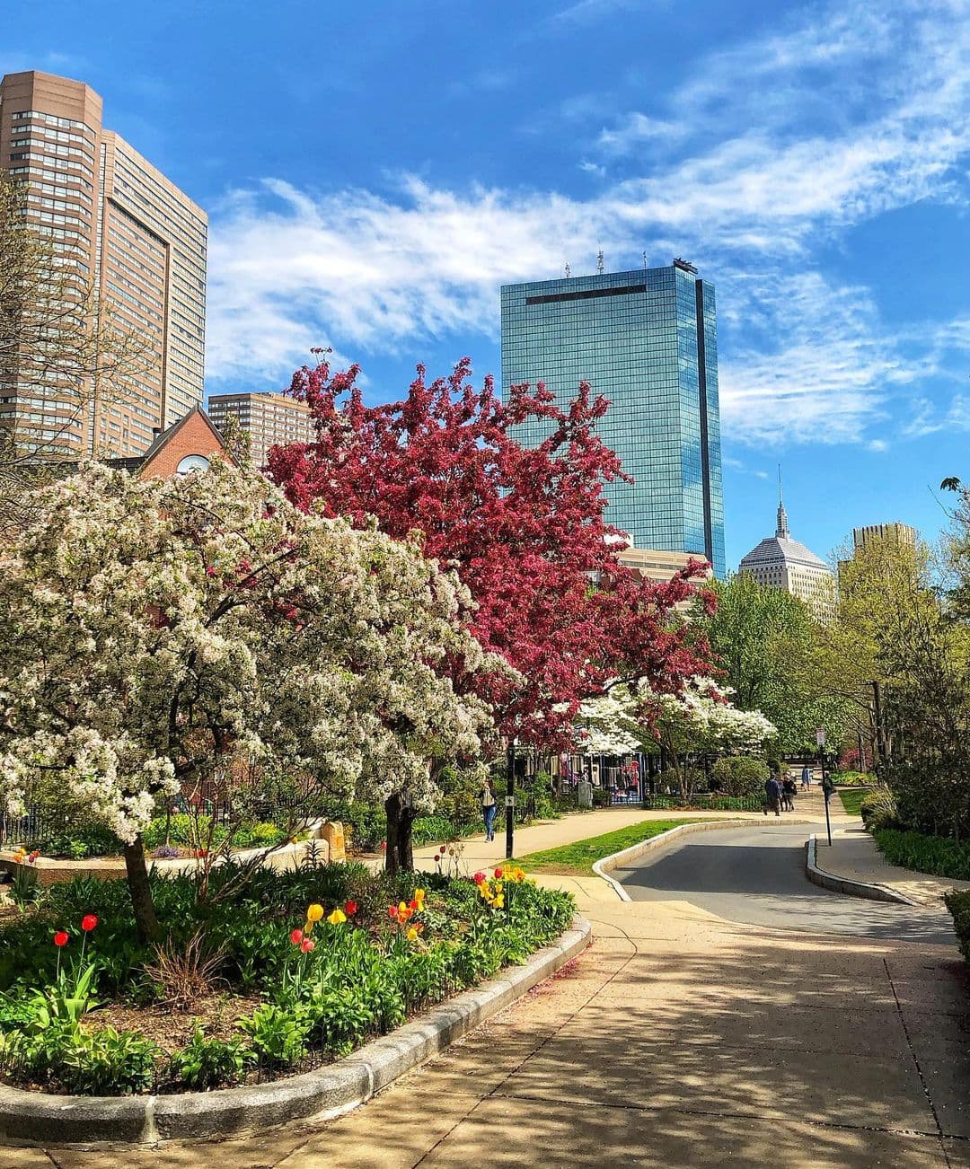 Tulips & Flowering Trees