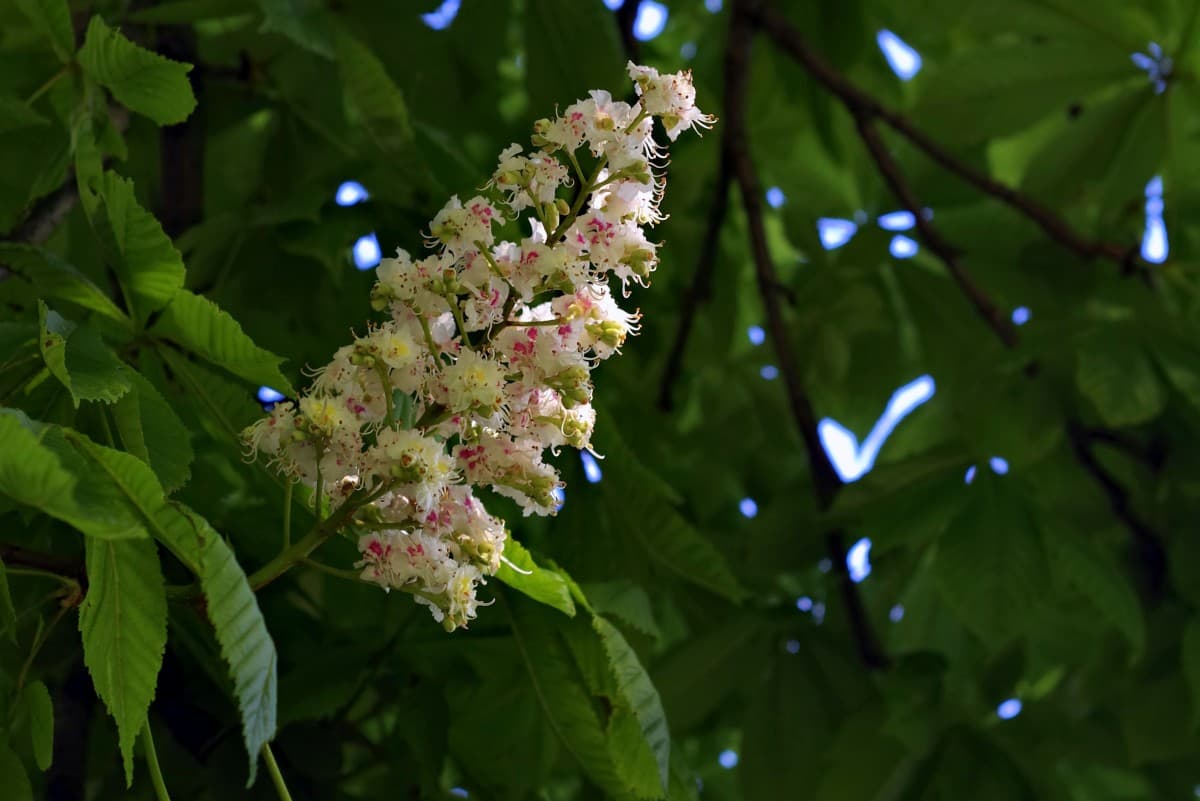 Horse Chestnut