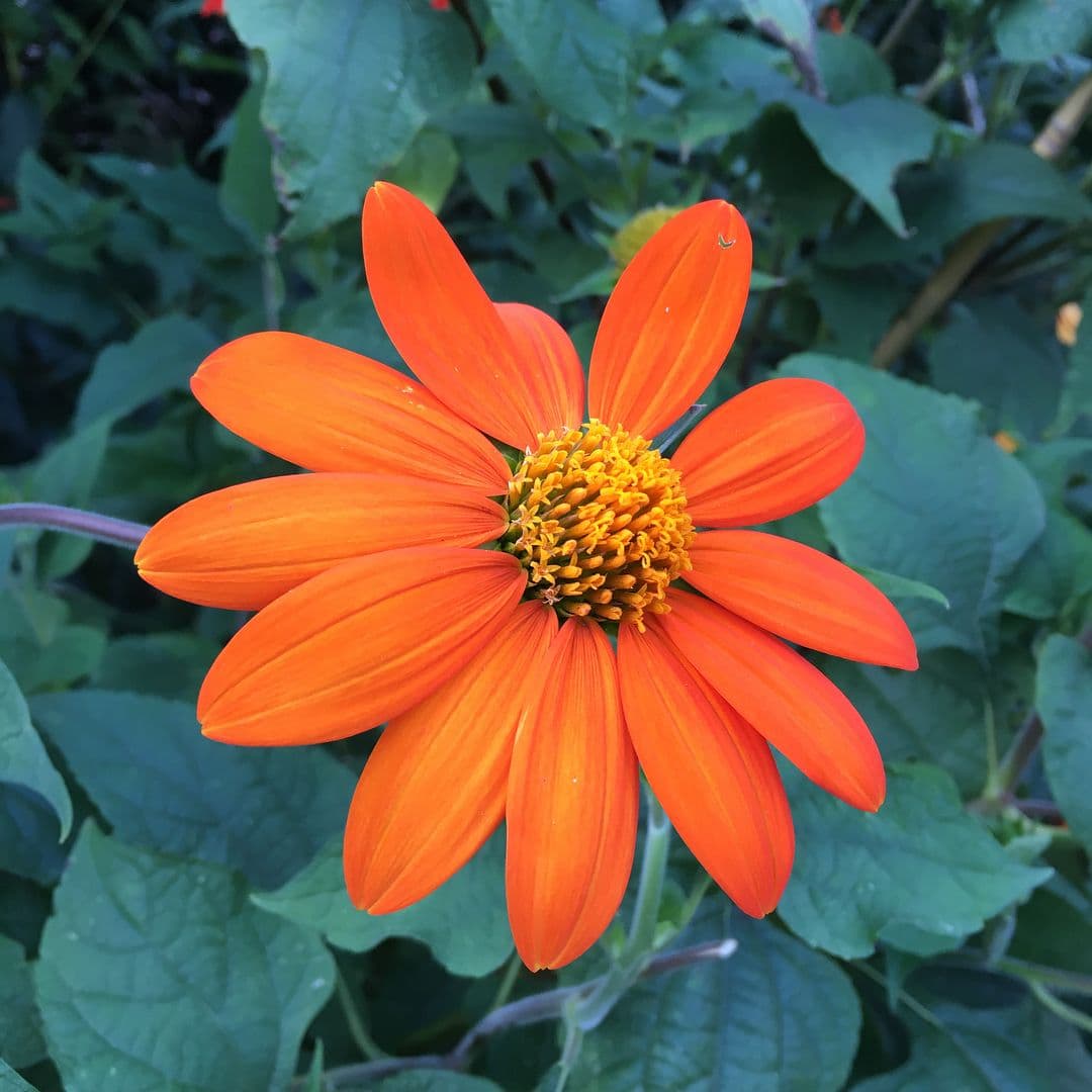 Mexican Sunflower