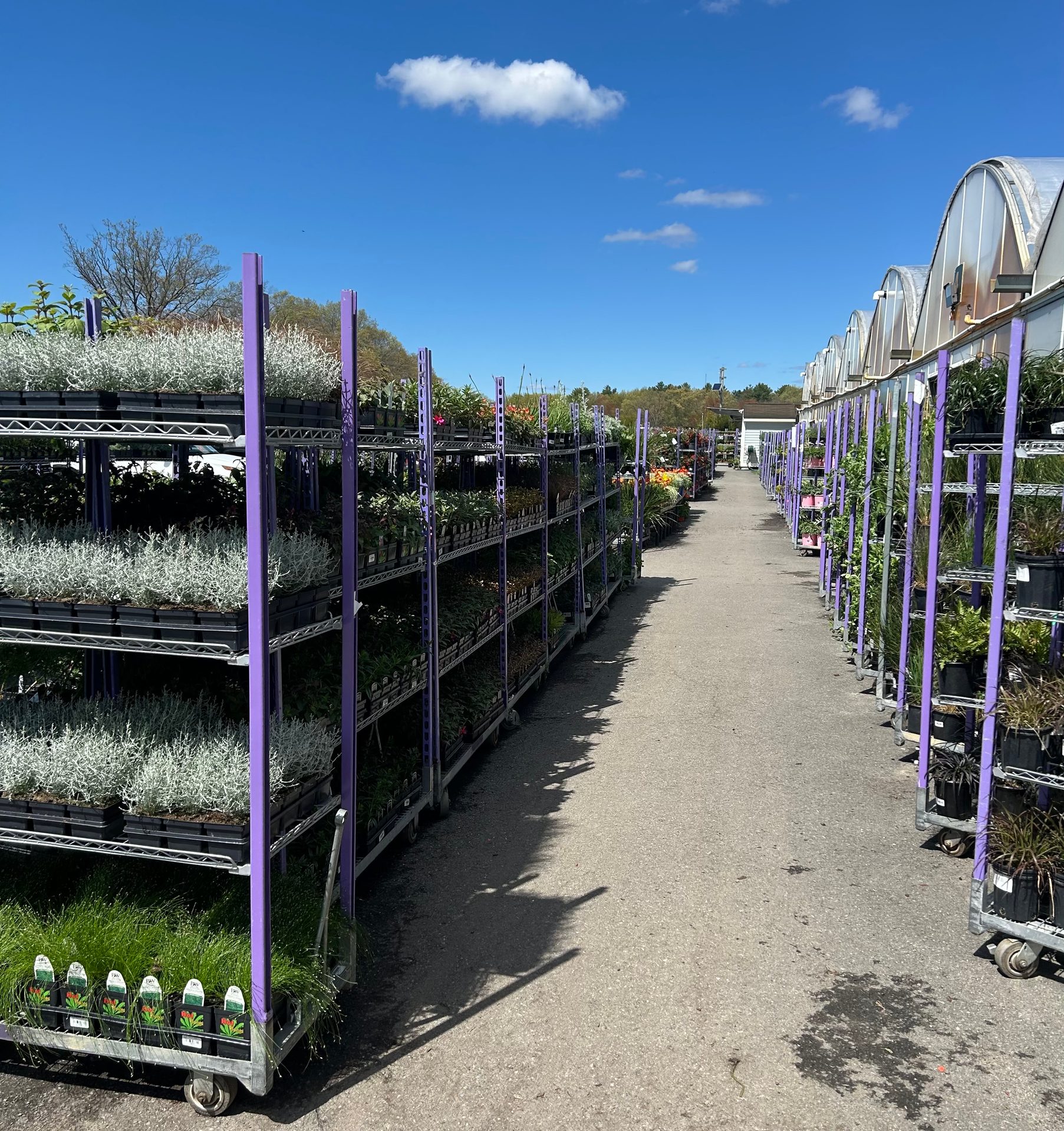 Plant inventory staged at the nursery before the sale