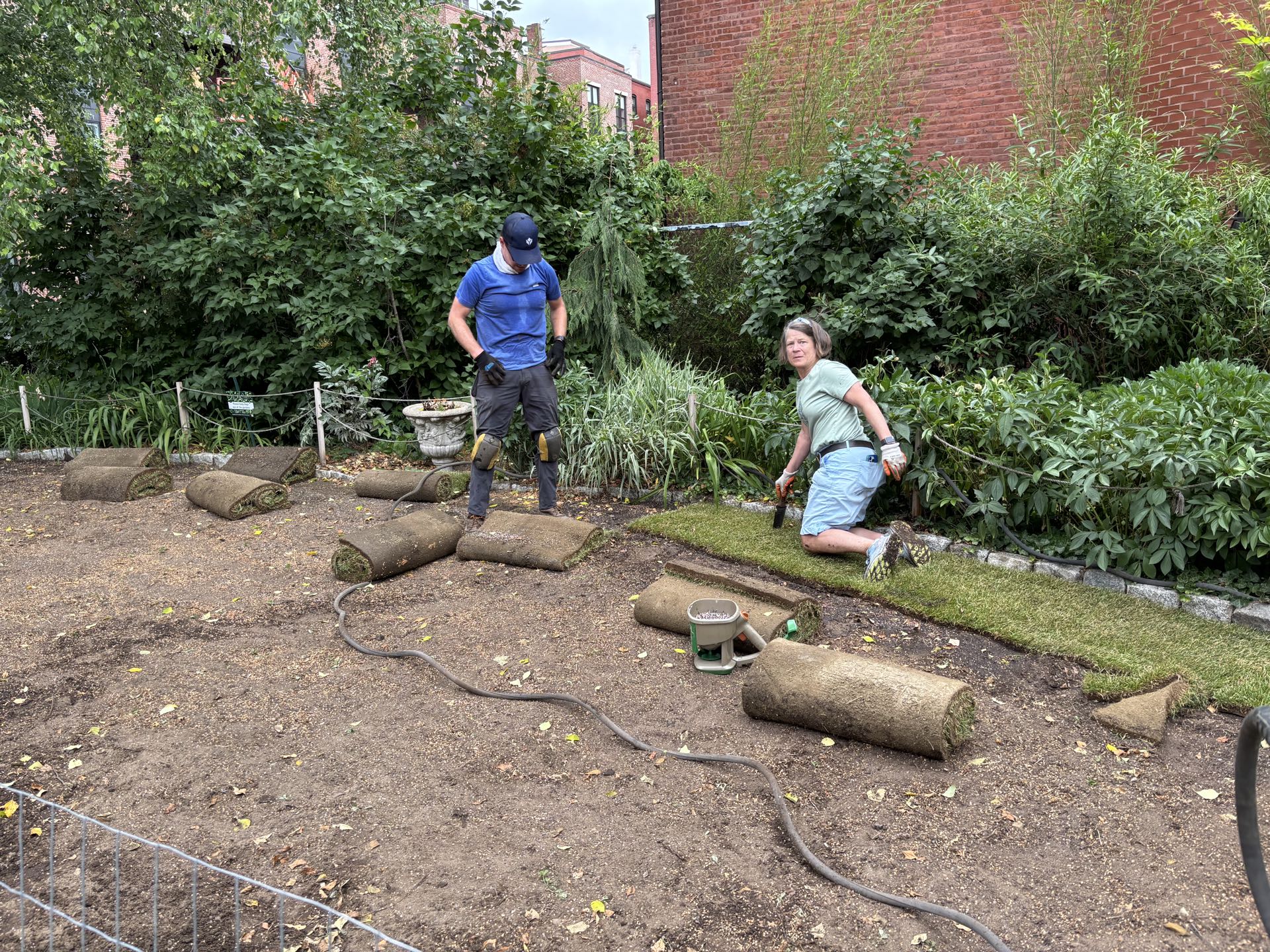 Two volunteers rolling out sod in a garden bed