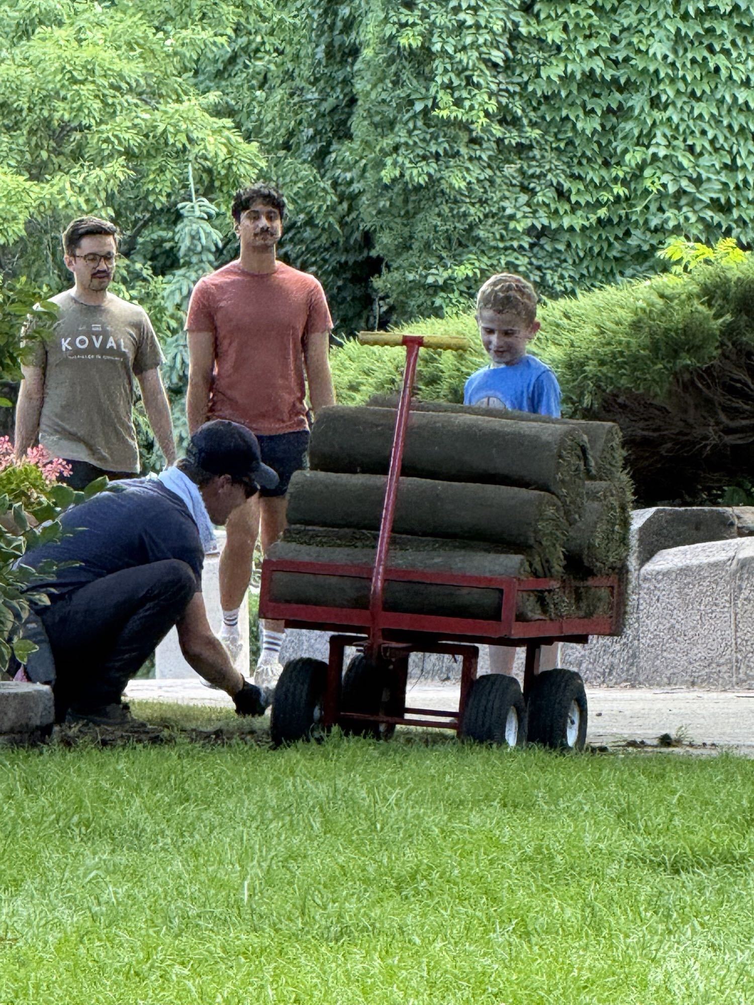 Volunteers unloading rolls of sod from a red garden cart