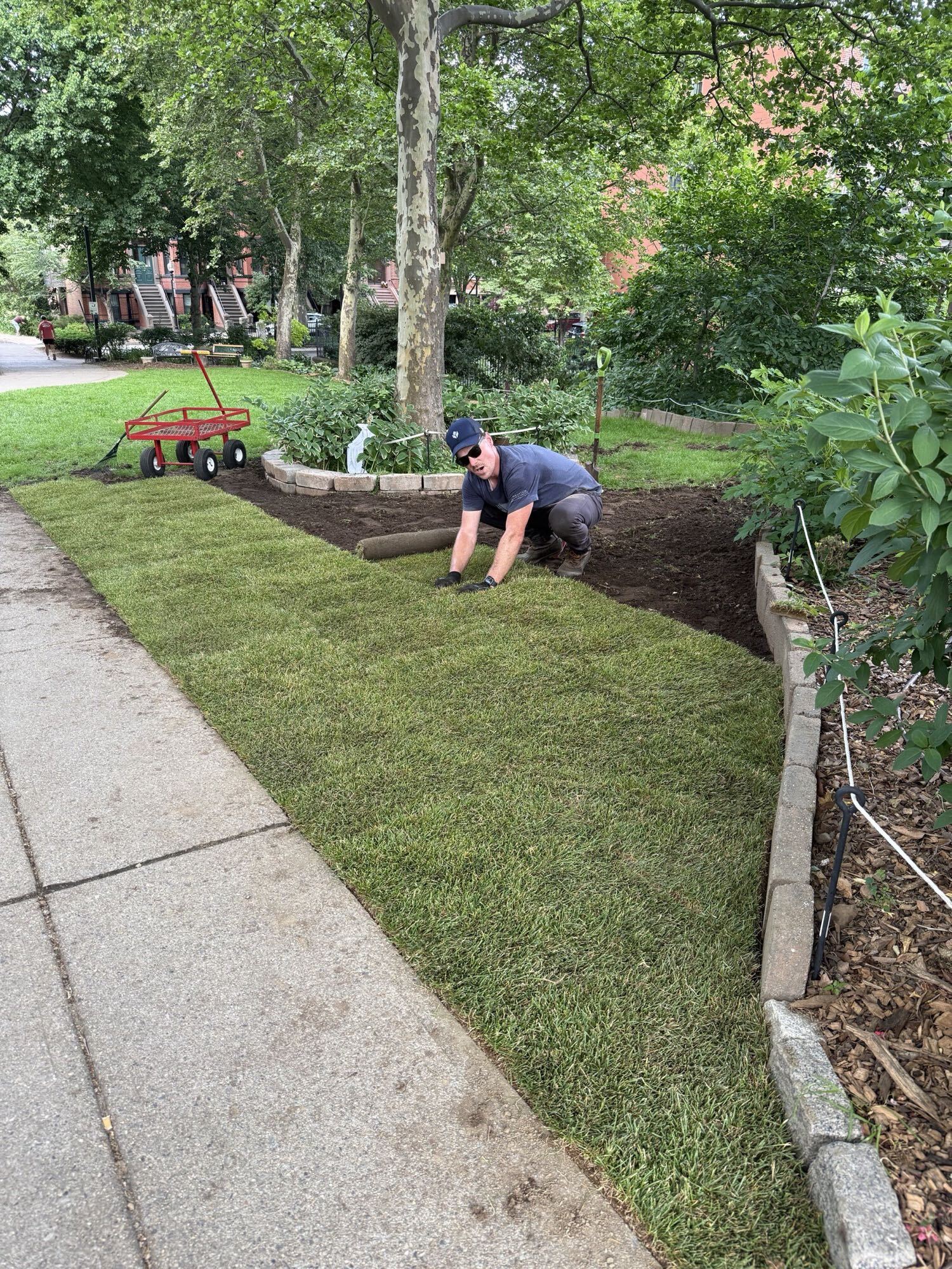 A volunteer laying sod along the garden's sidewalk edge