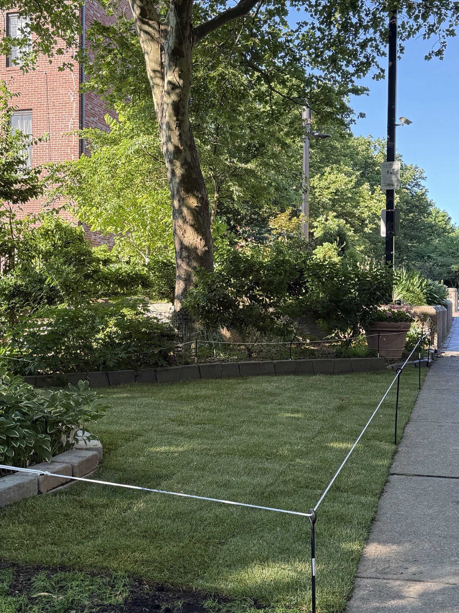 The finished lawn with protective string fencing in place